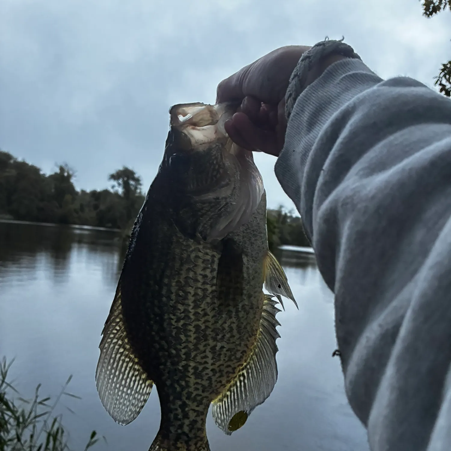 Black crappie caught on Fishbrain