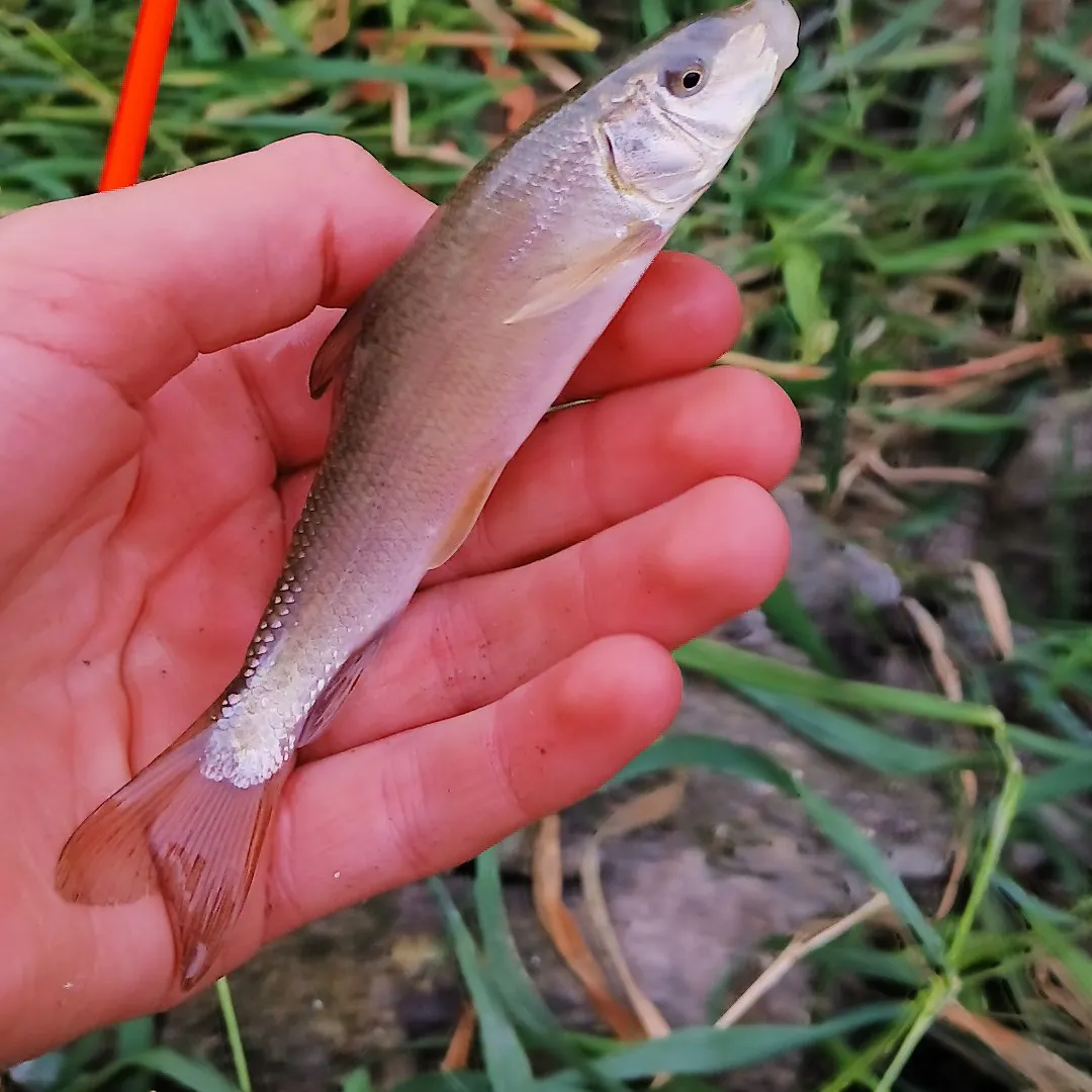 The most recent June sucker catches on Fishbrain