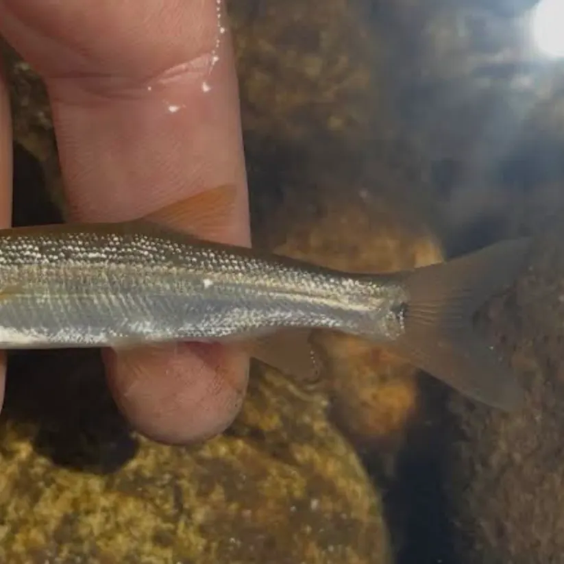 Sacramento pikeminnow caught on Fishbrain
