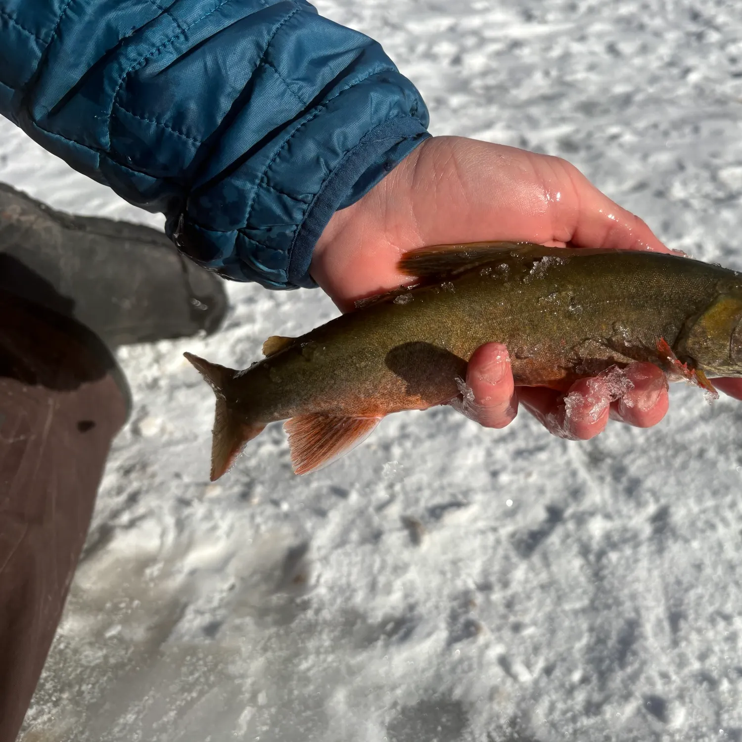 The most recent Arctic char catches on Fishbrain