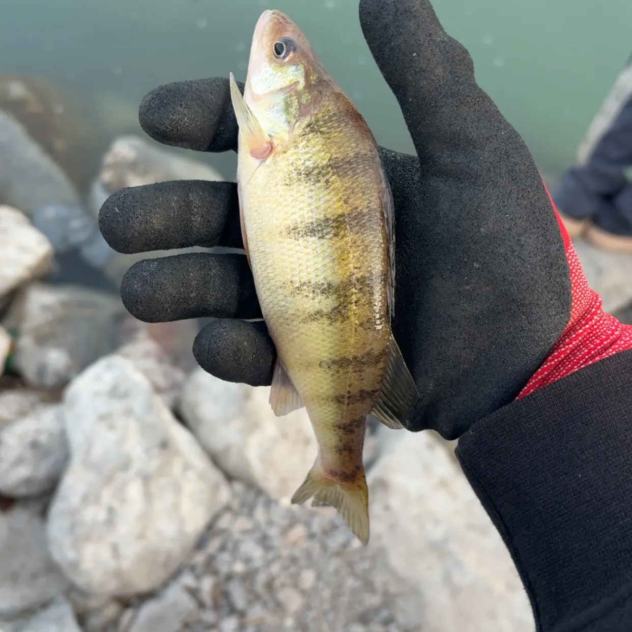 The most recent Yellow perch catches on Fishbrain