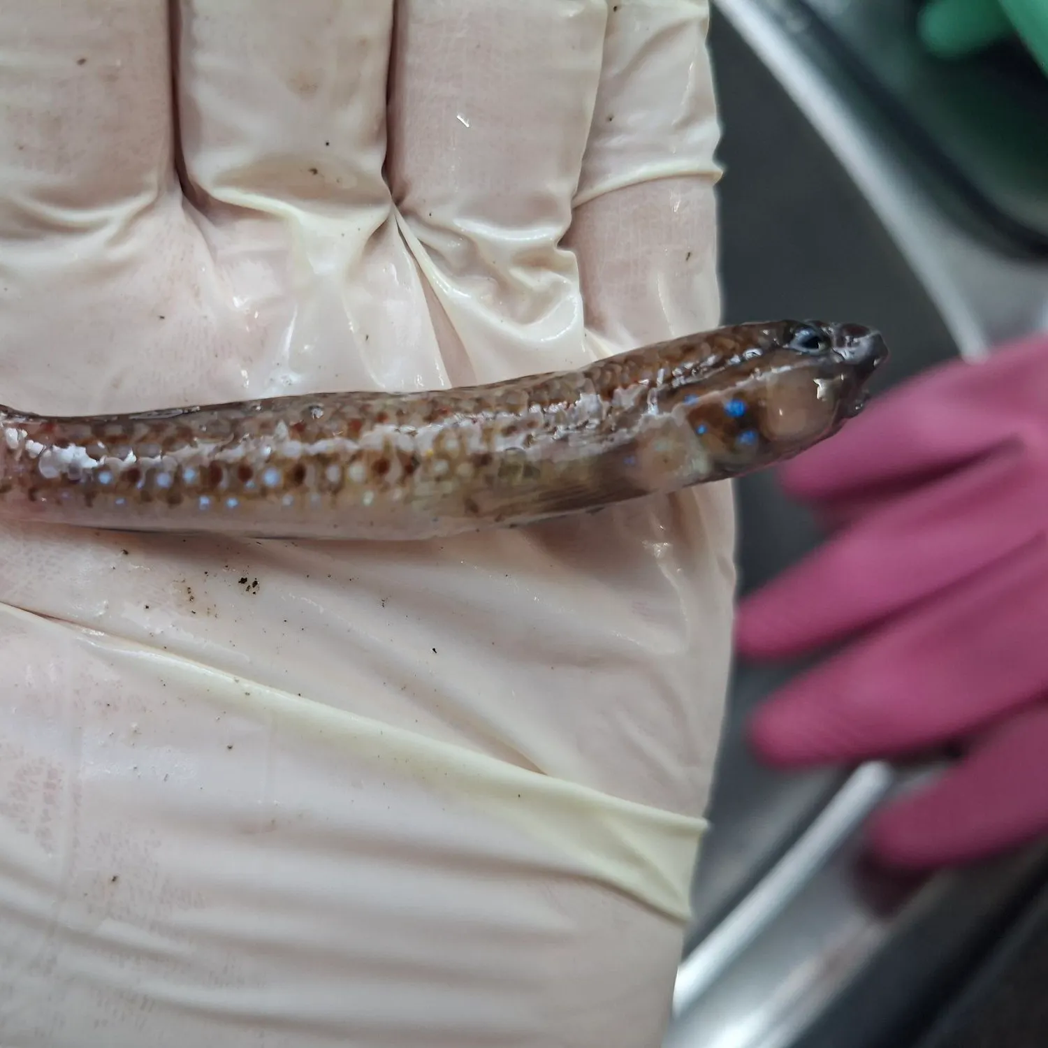 Stone loach caught on Fishbrain