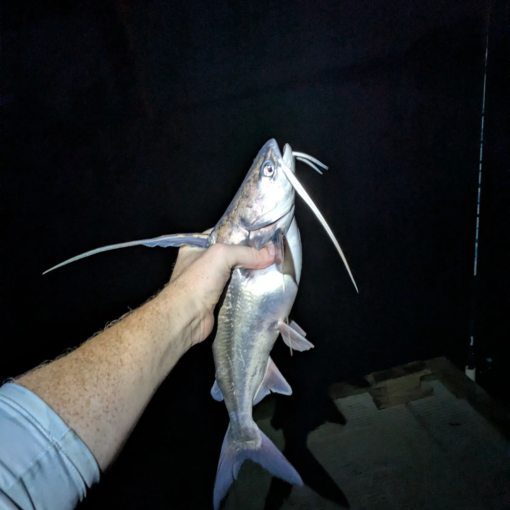 Gafftopsail sea catfish caught on Fishbrain
