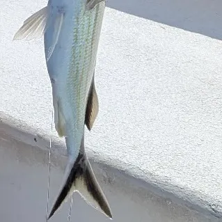 Bluestriped grunt caught on Fishbrain