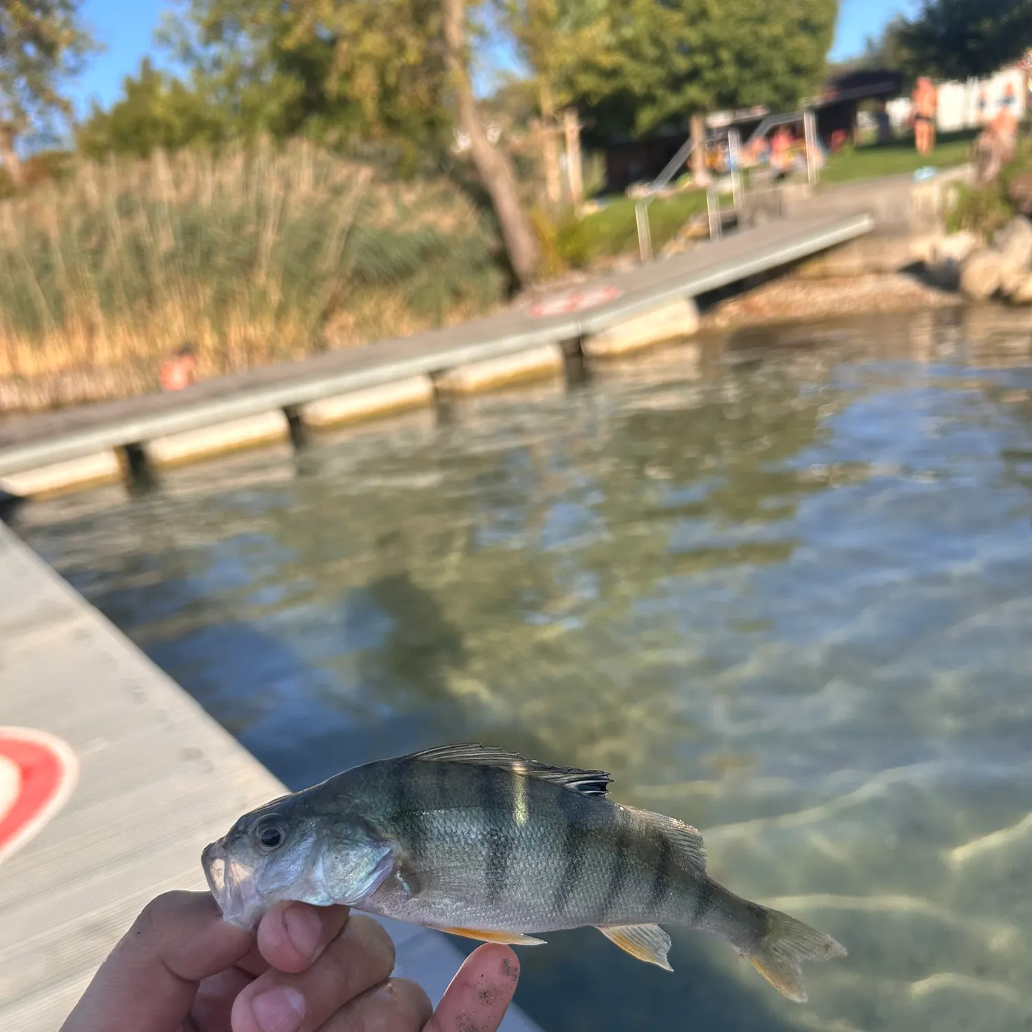 European perch caught on Fishbrain