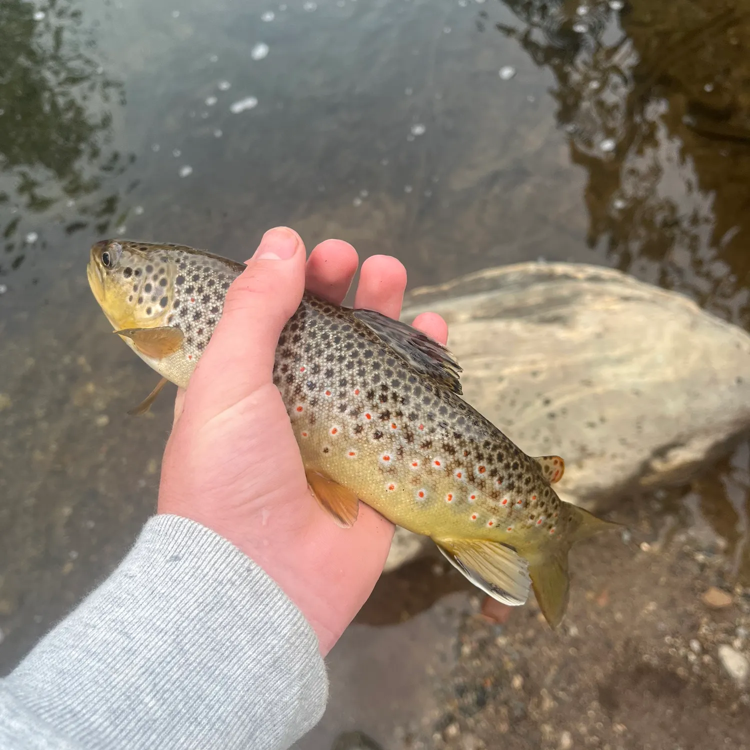 The most recent Wahrindi catches on Fishbrain