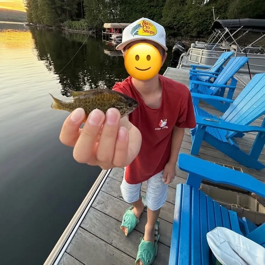 Pumpkinseed caught on Fishbrain