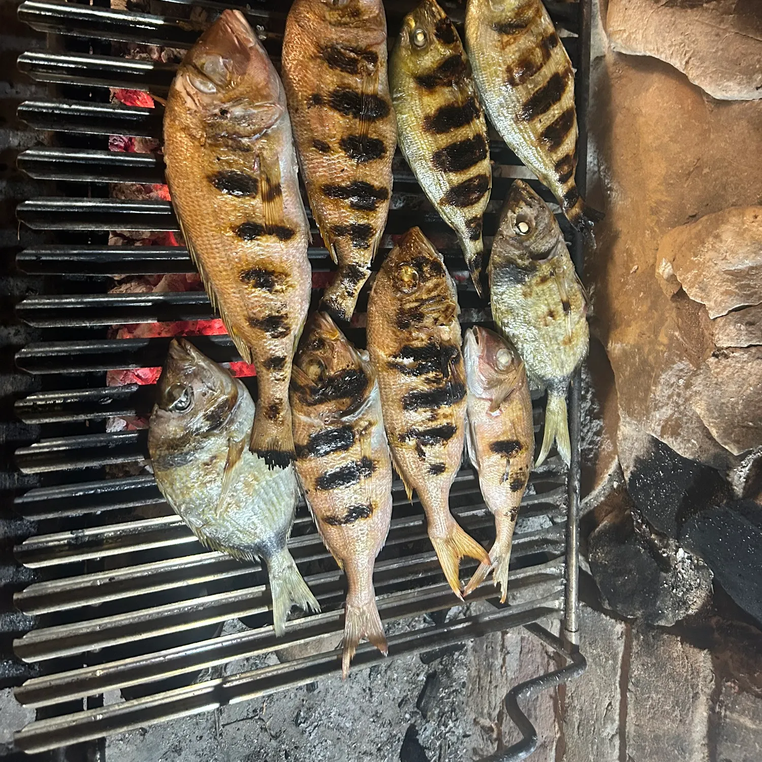 The most recent White seabream catches on Fishbrain