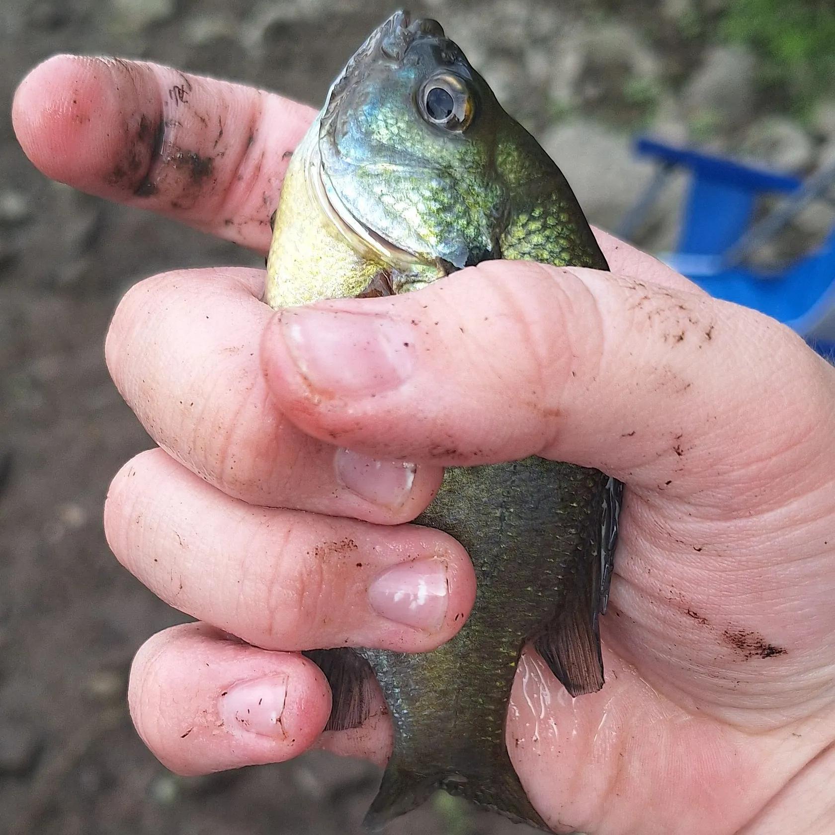 Bluegill caught on Fishbrain