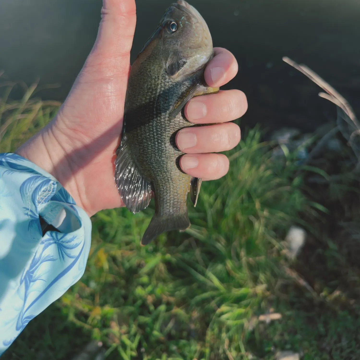 Green sunfish caught on Fishbrain