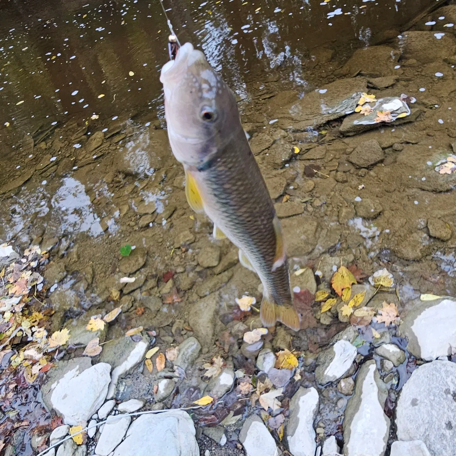 River chub caught on Fishbrain