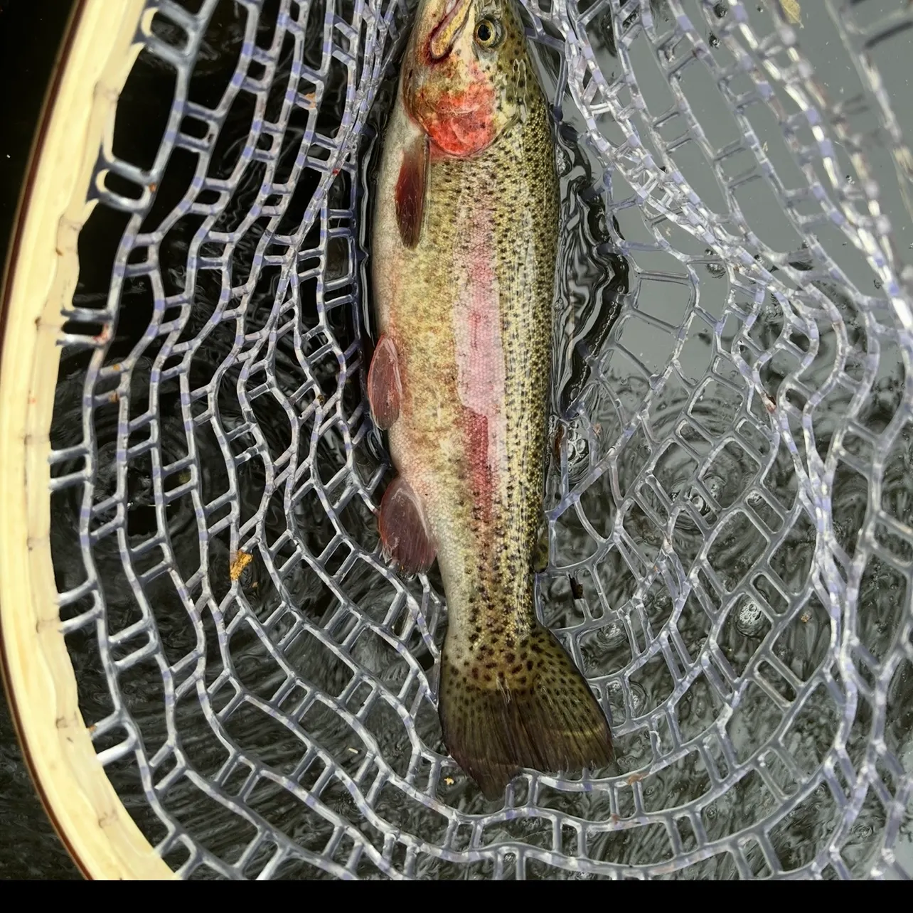 Rainbow trout caught on Fishbrain