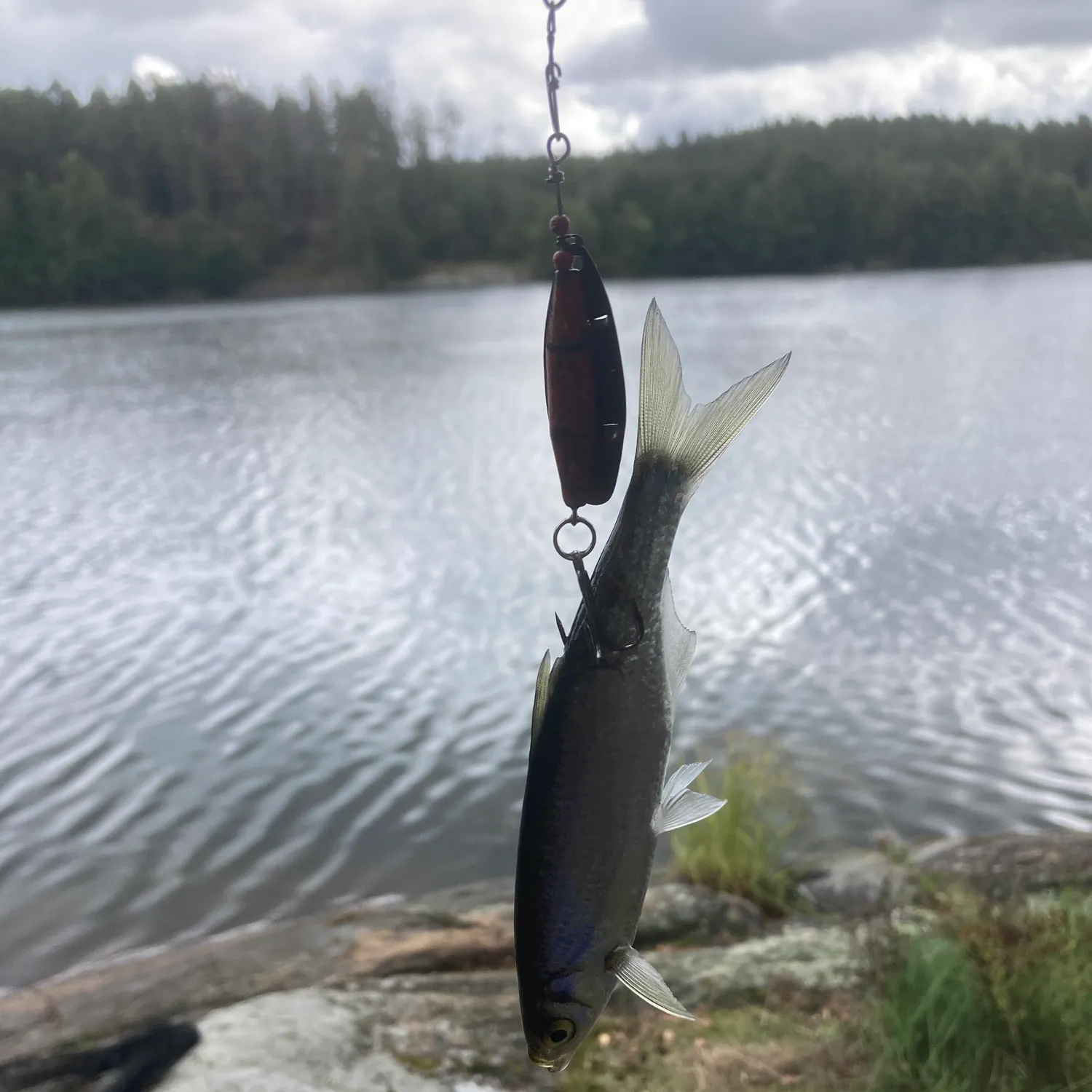 The most recent Vendace catches on Fishbrain