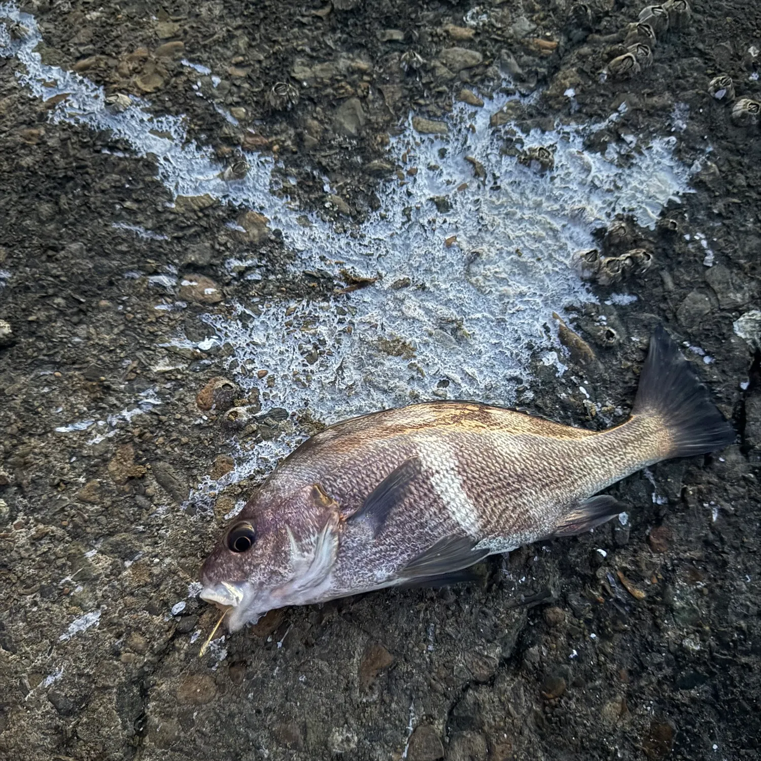 The most recent Black croaker catches on Fishbrain