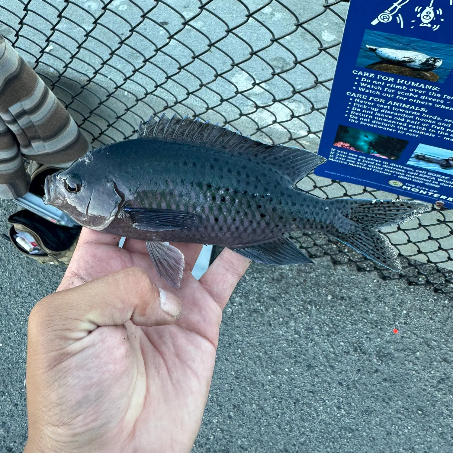 The most recent Blacksmith catches on Fishbrain