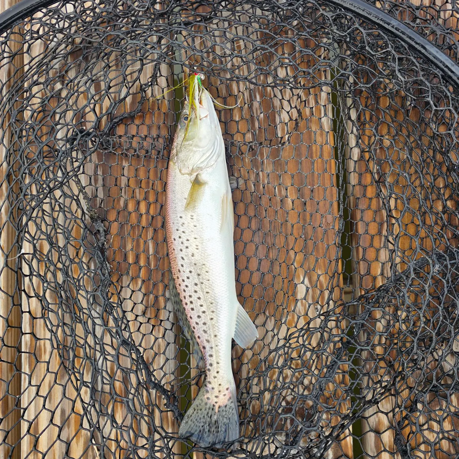 Spotted seatrout caught on Fishbrain