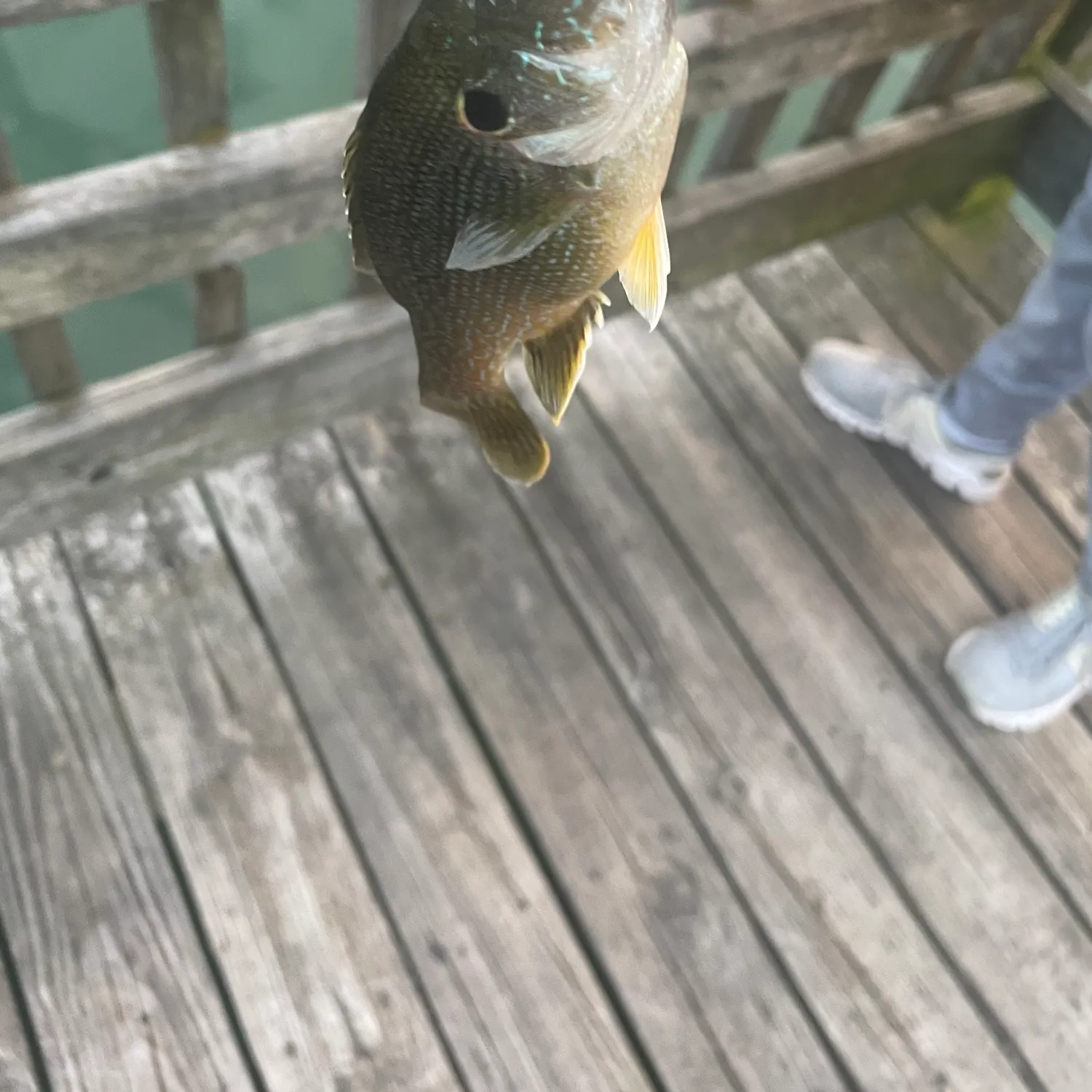Green sunfish caught on Fishbrain