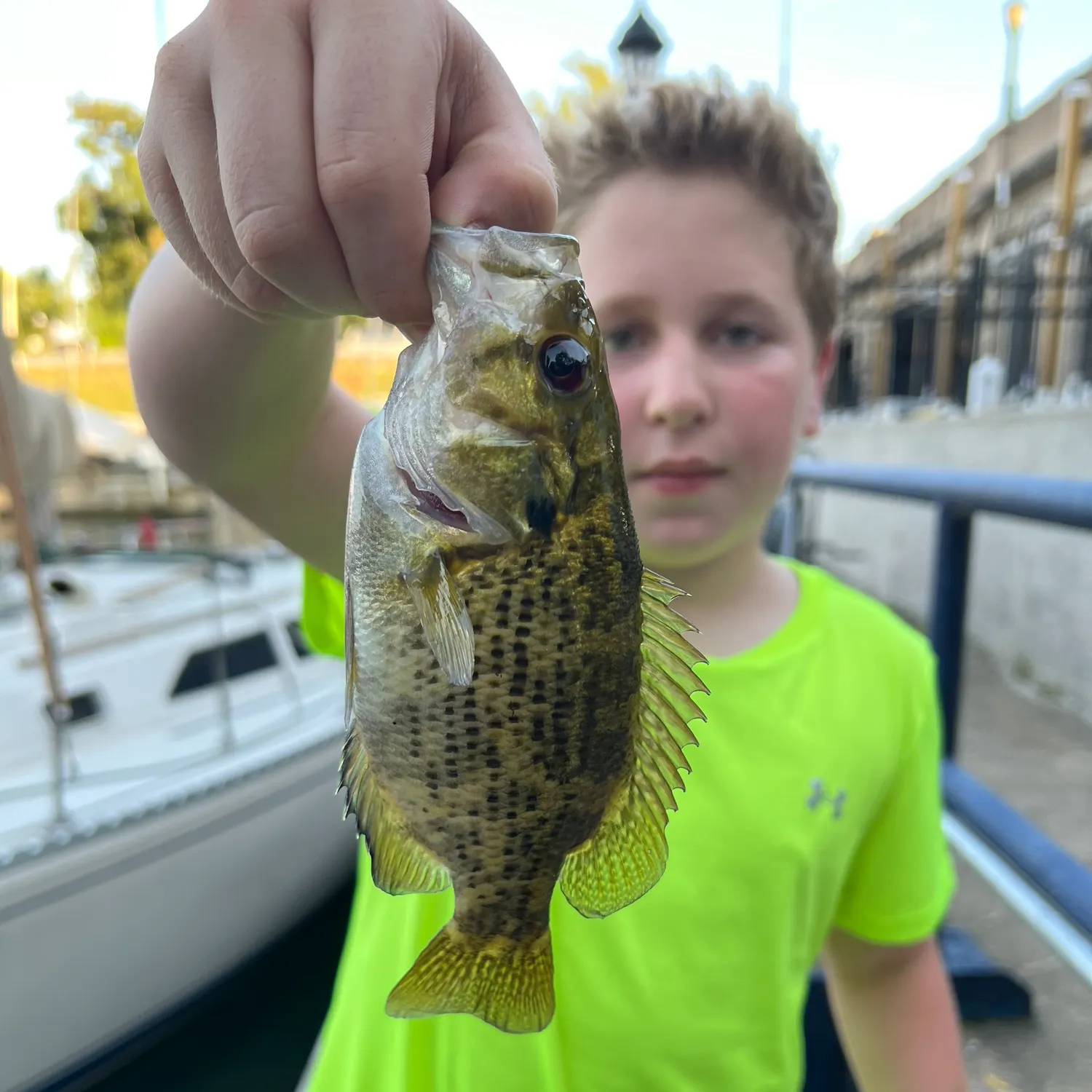 Rock bass caught on Fishbrain
