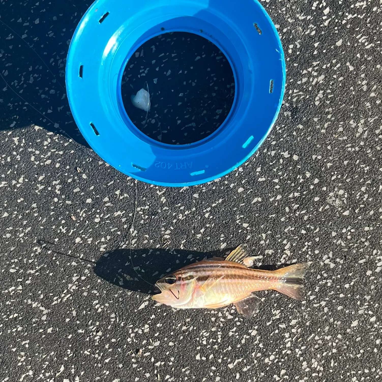 The most recent Sydney cardinalfish catches on Fishbrain