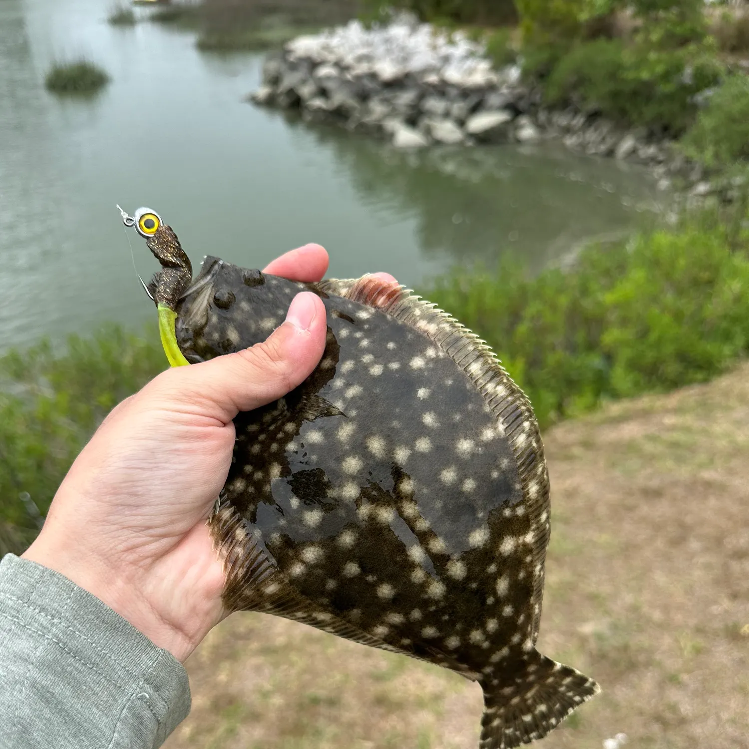 The most recent Summer flounder catches on Fishbrain