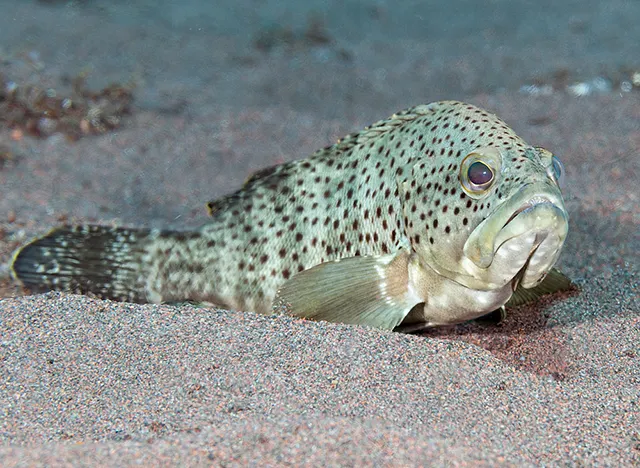 Duskytail grouper