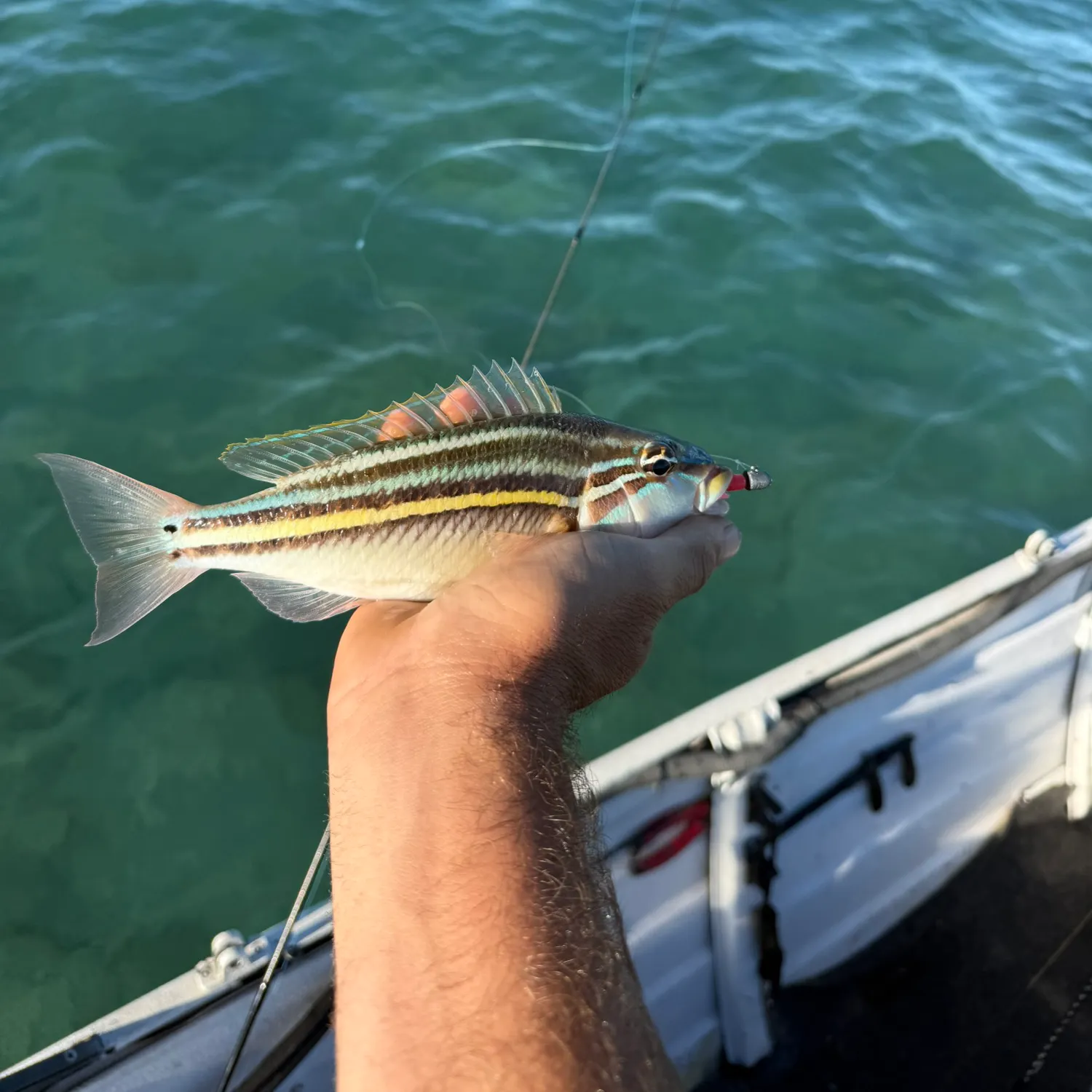The most recent Three-lined monocle bream catches on Fishbrain