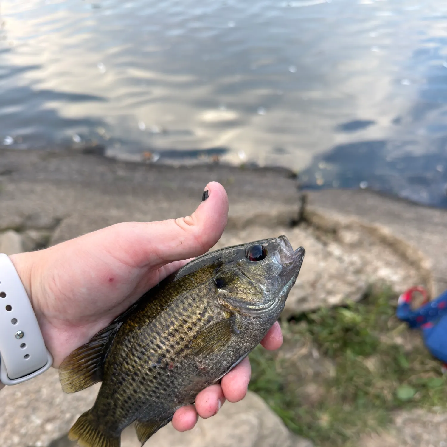 Rock bass caught on Fishbrain