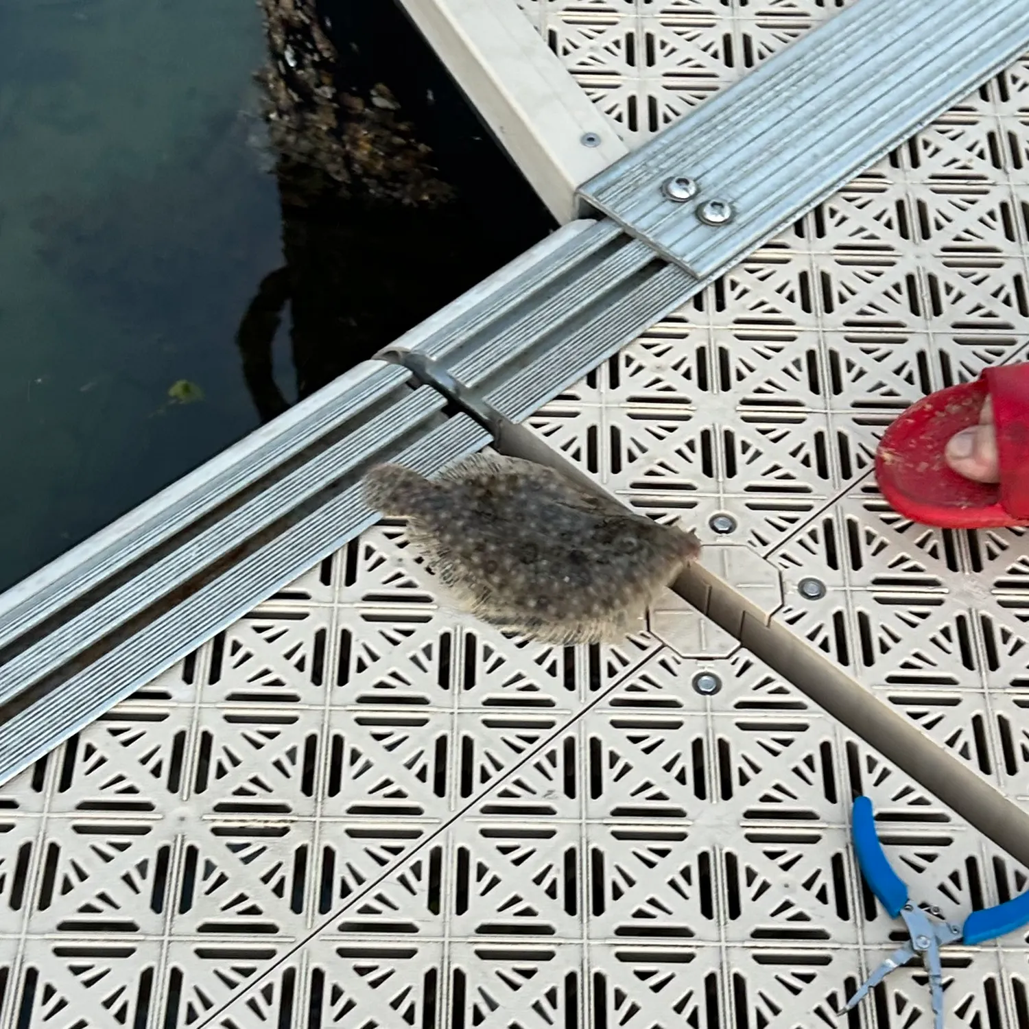 The most recent Stone Flounder catches on Fishbrain