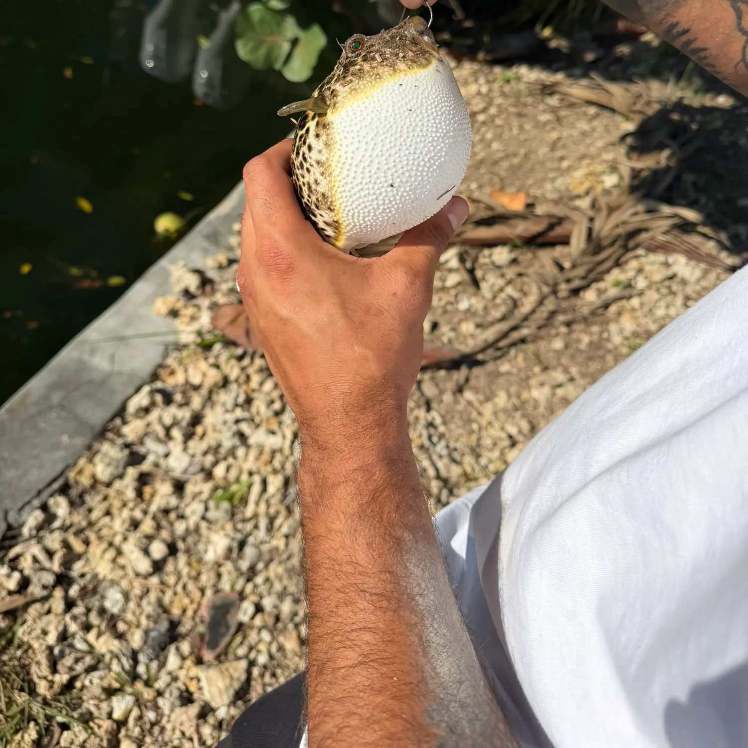 The most recent Northern puffer catches on Fishbrain