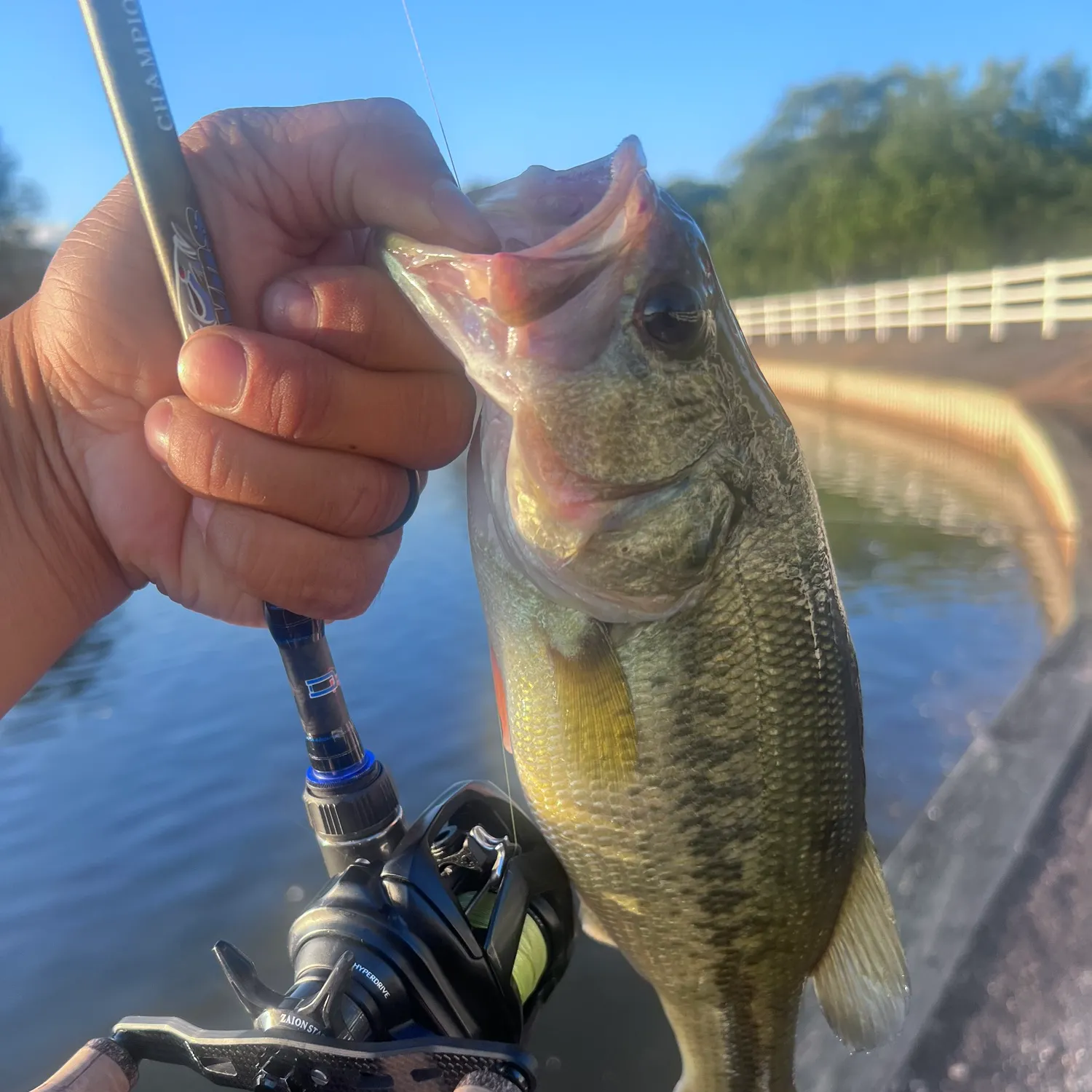 Largemouth bass caught on Fishbrain