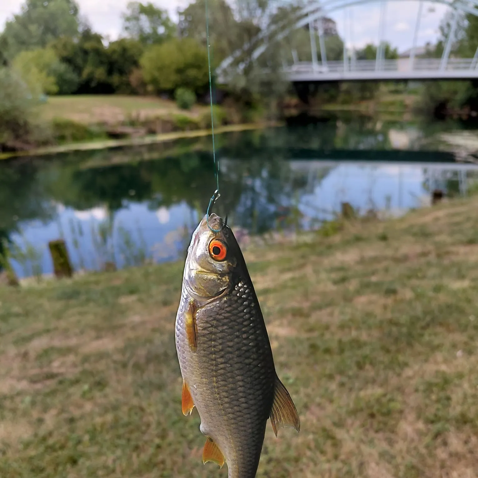 Common roach caught on Fishbrain