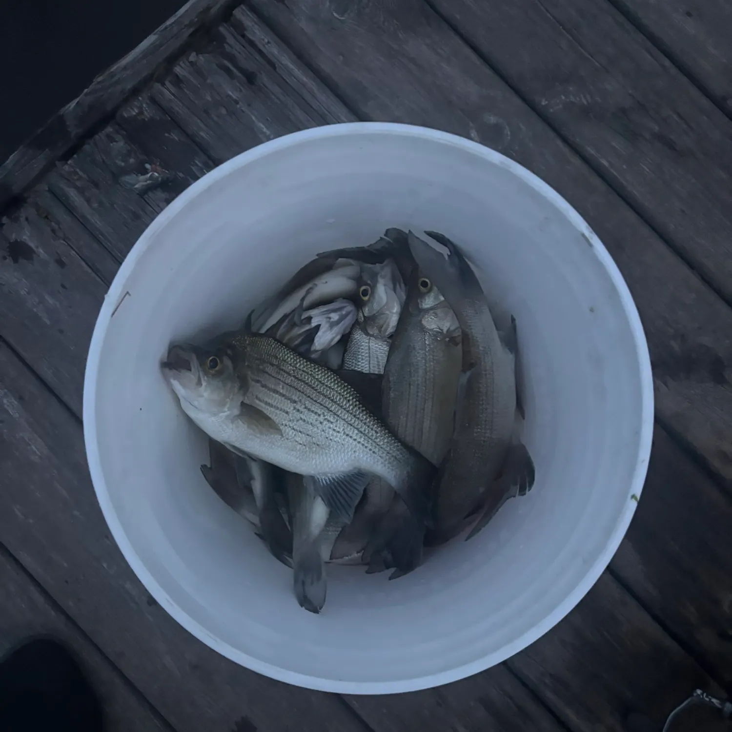 The most recent White bass catches on Fishbrain