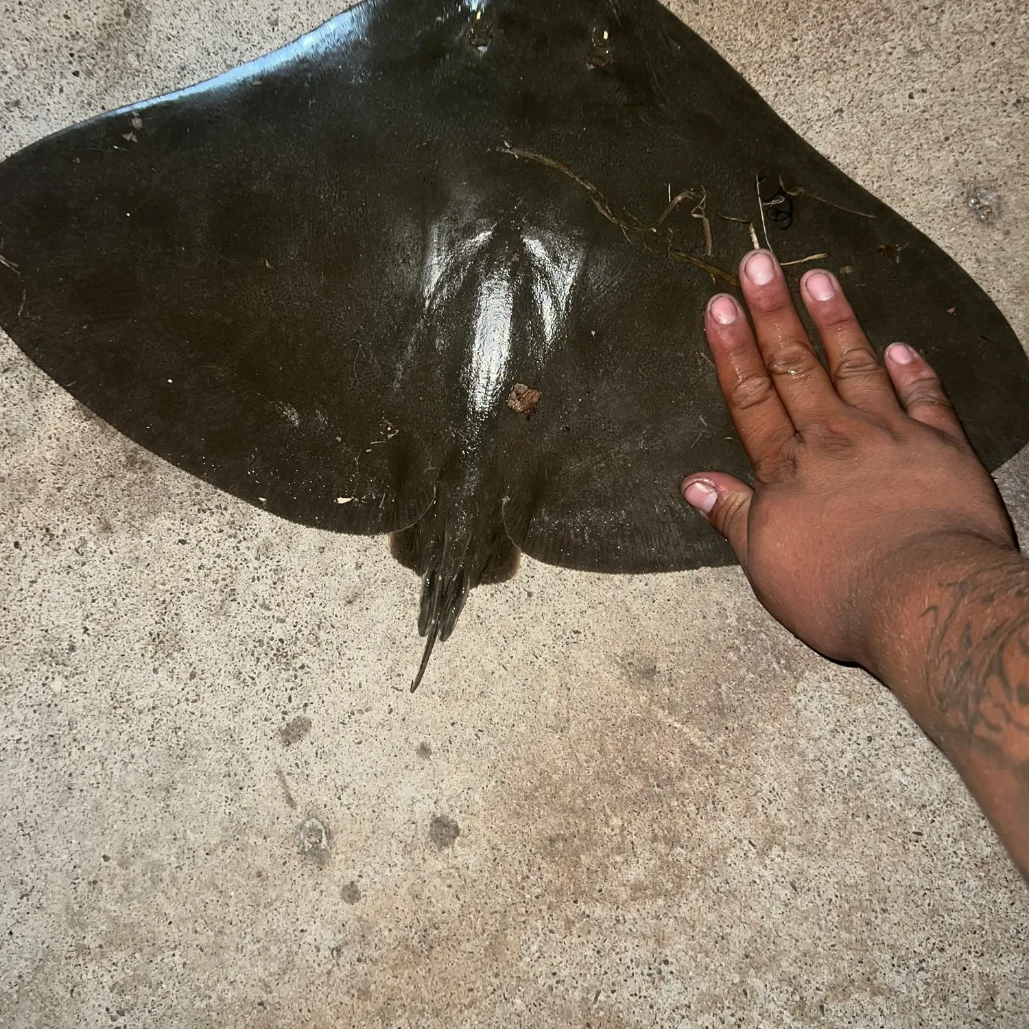 California butterfly ray caught on Fishbrain