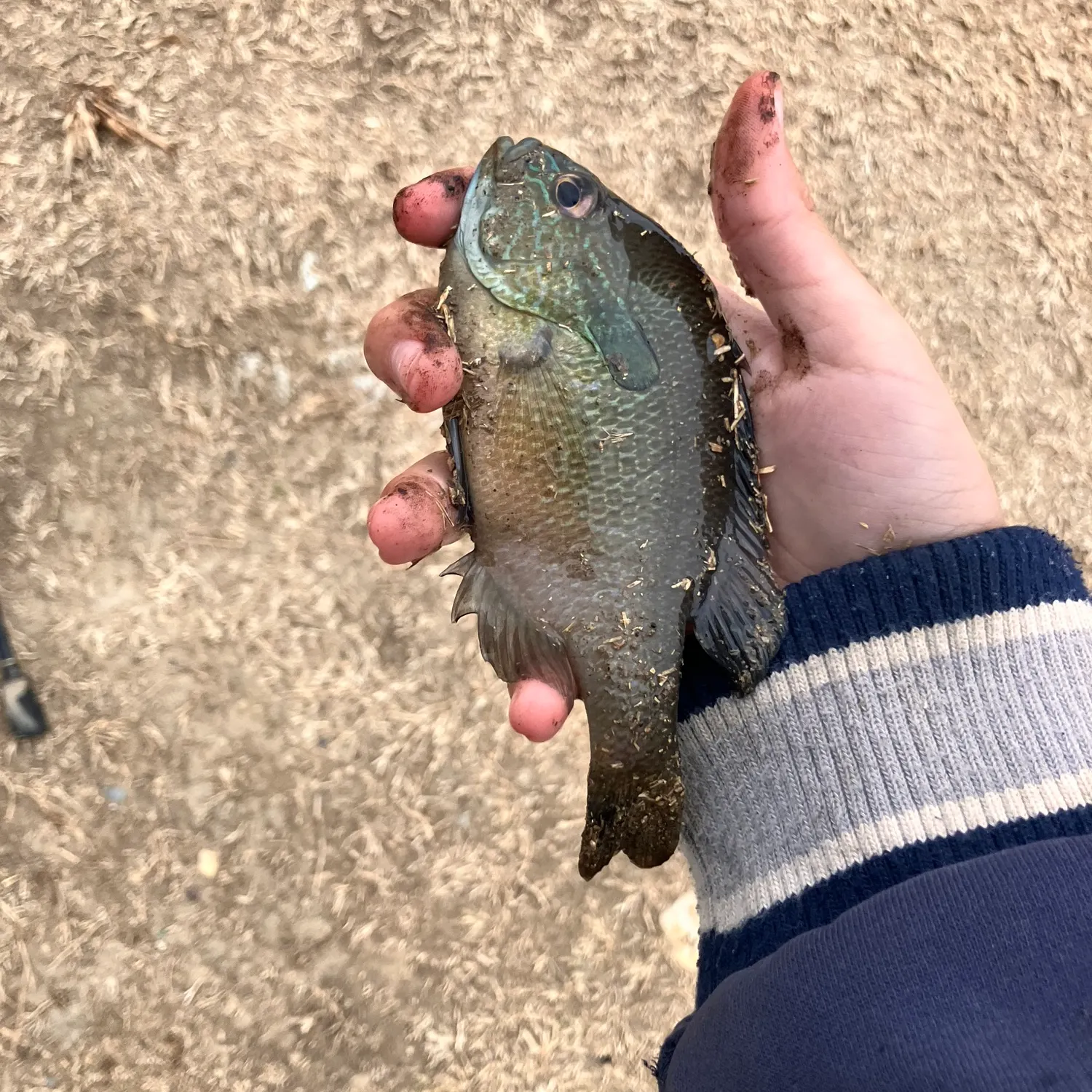 The most recent Pumpkinseed x green sunfish catches on Fishbrain