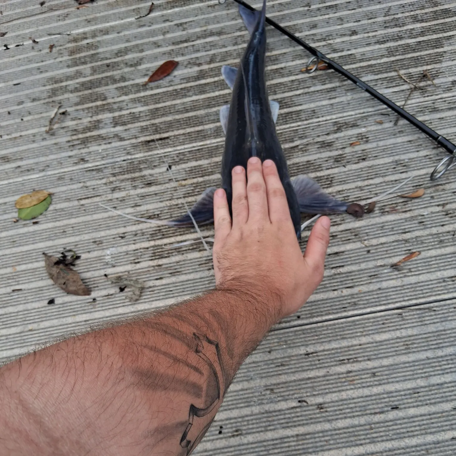 Gafftopsail sea catfish caught on Fishbrain