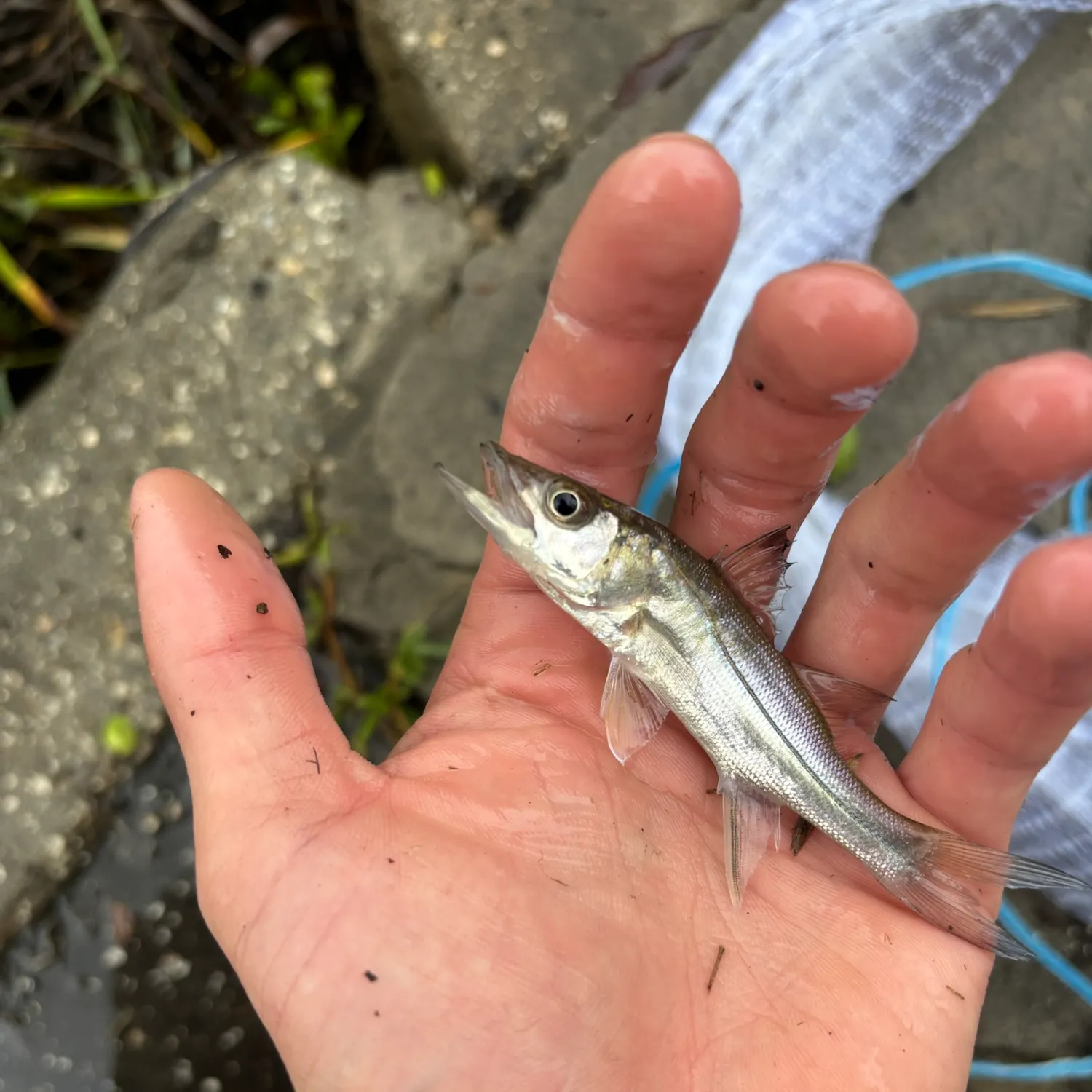 Common snook caught on Fishbrain