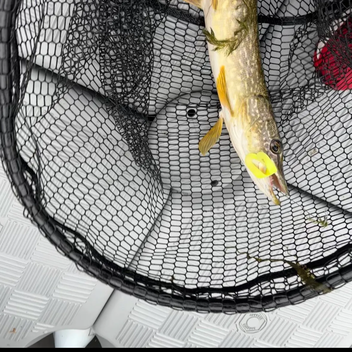 Northern pike caught on Fishbrain