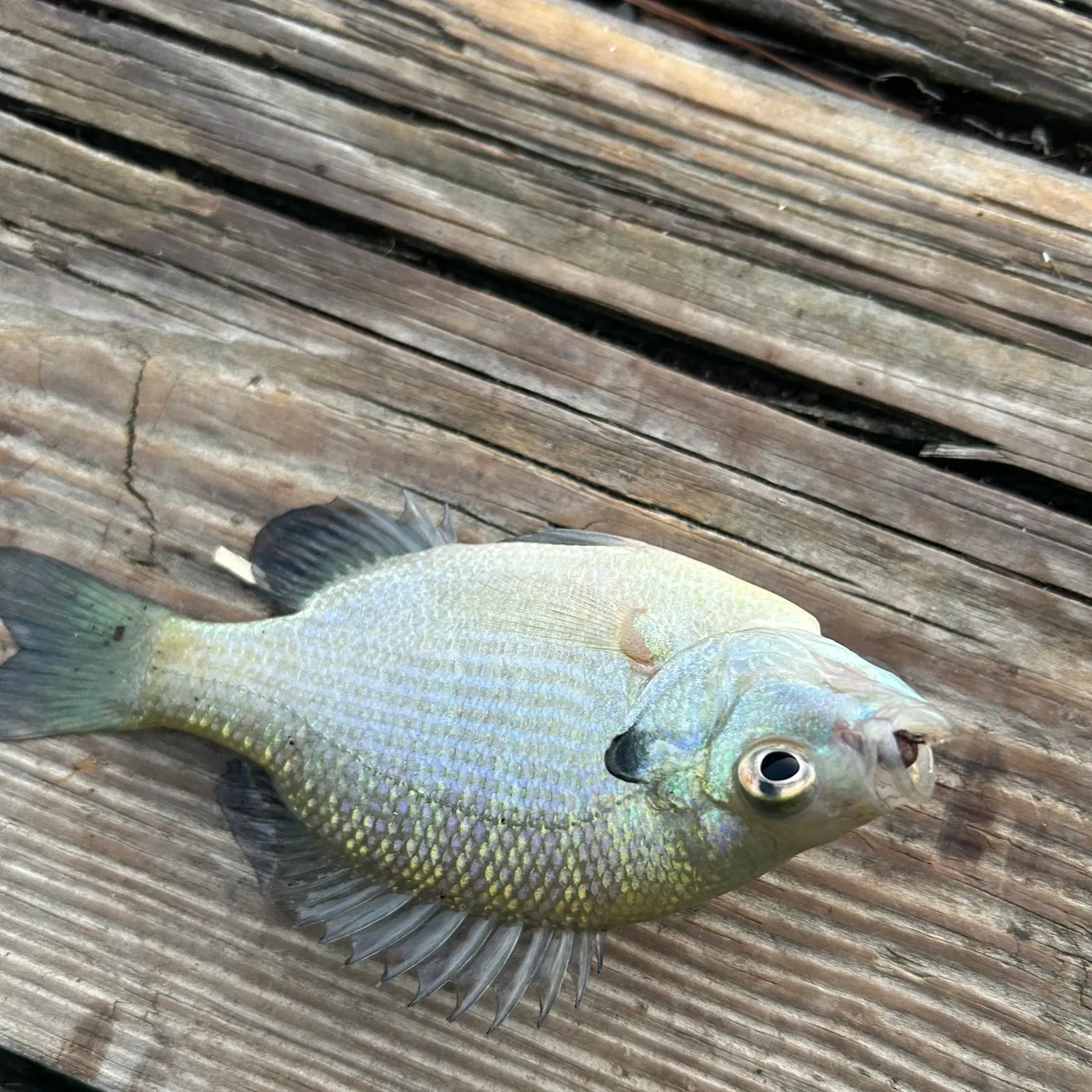 Bluegill caught on Fishbrain