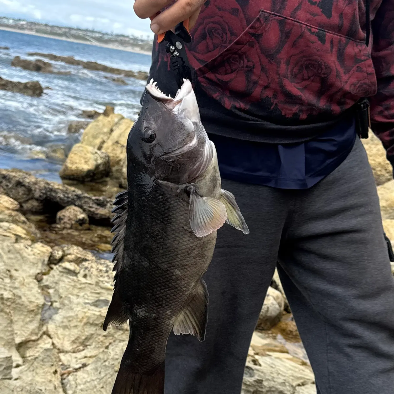 The most recent California sheephead catches on Fishbrain