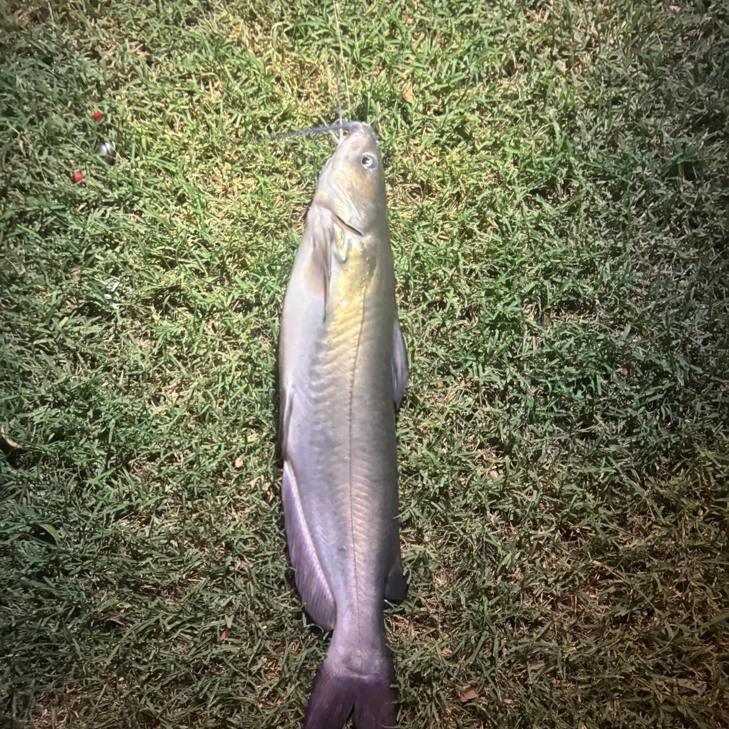 Channel catfish caught on Fishbrain