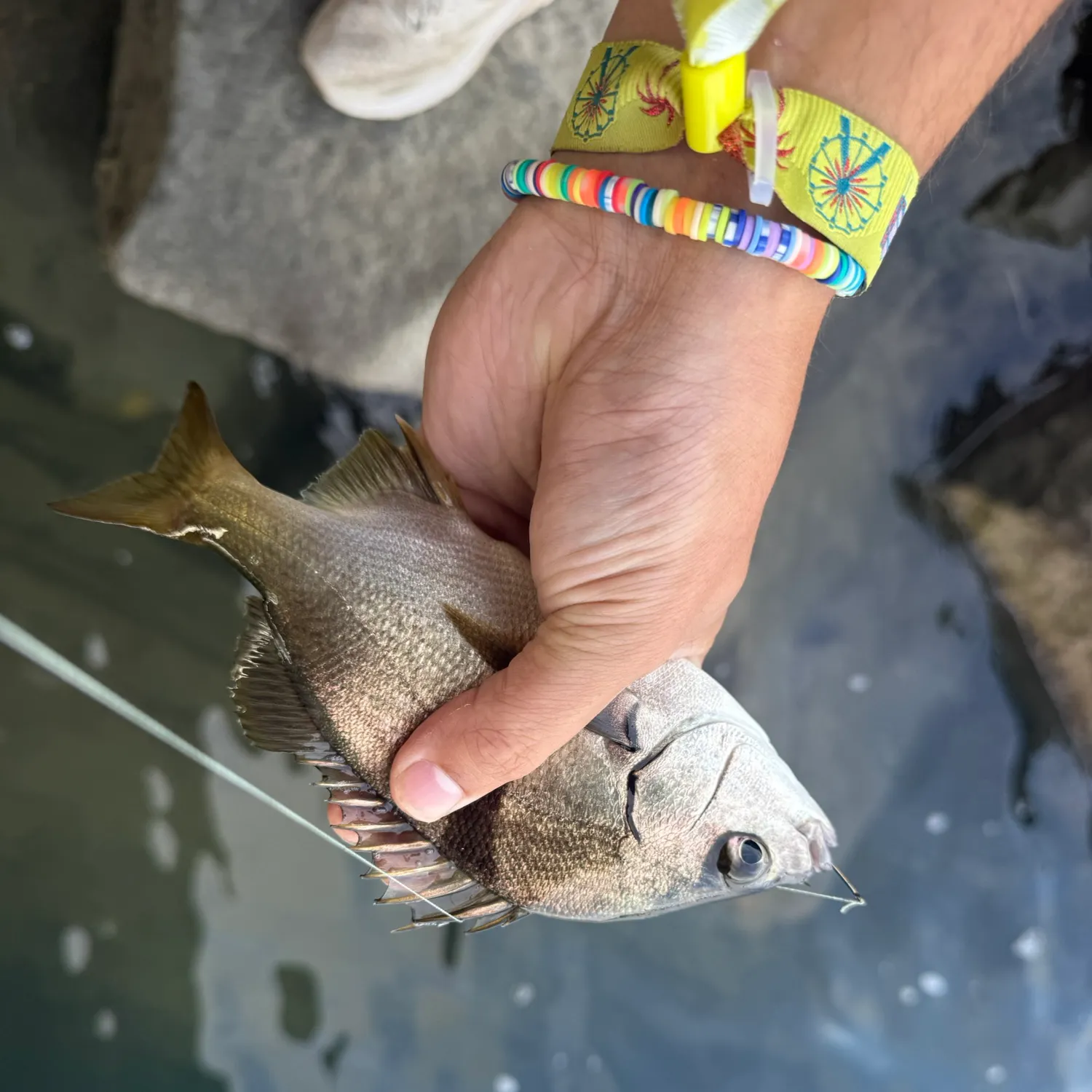 The most recent Pile perch catches on Fishbrain