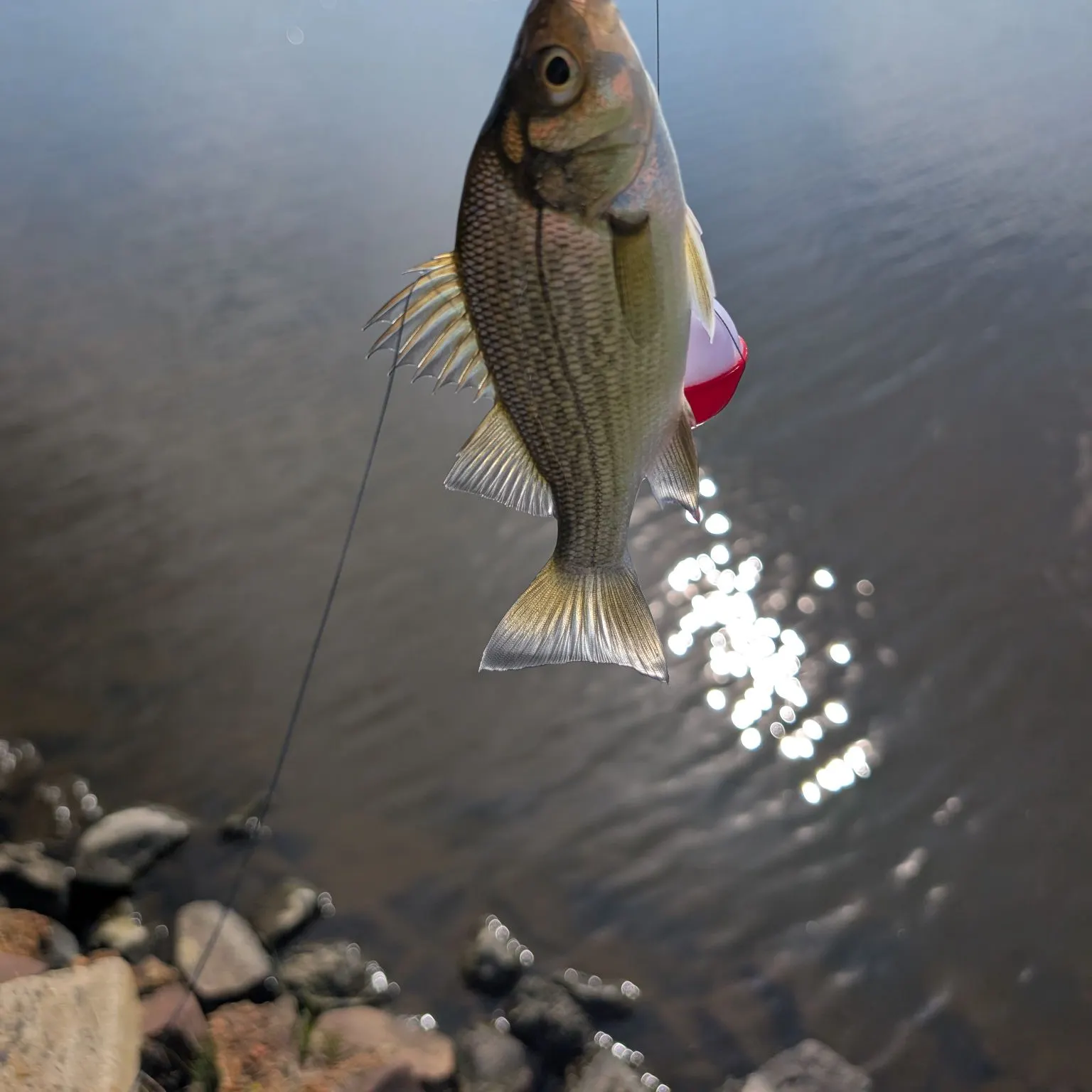 White perch caught on Fishbrain