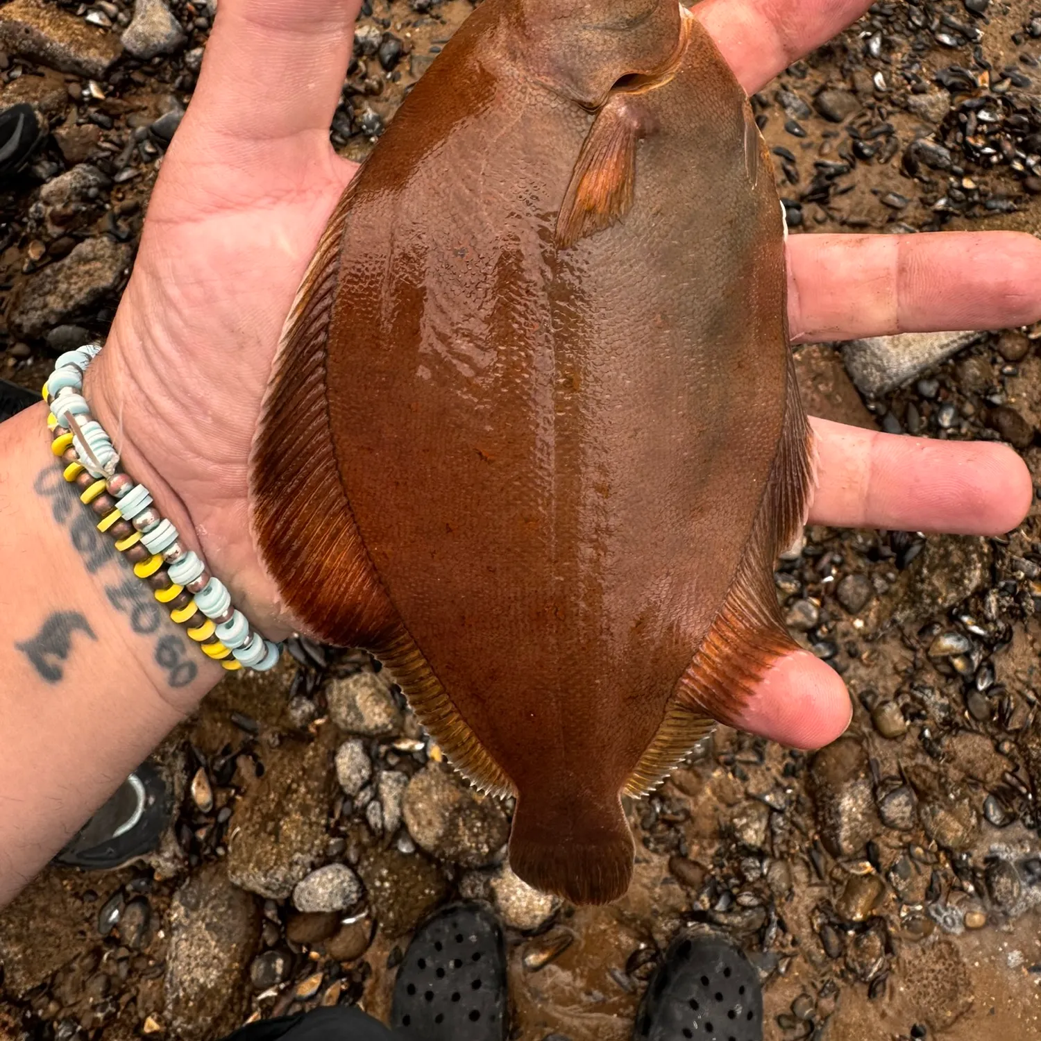 The most recent American plaice catches on Fishbrain