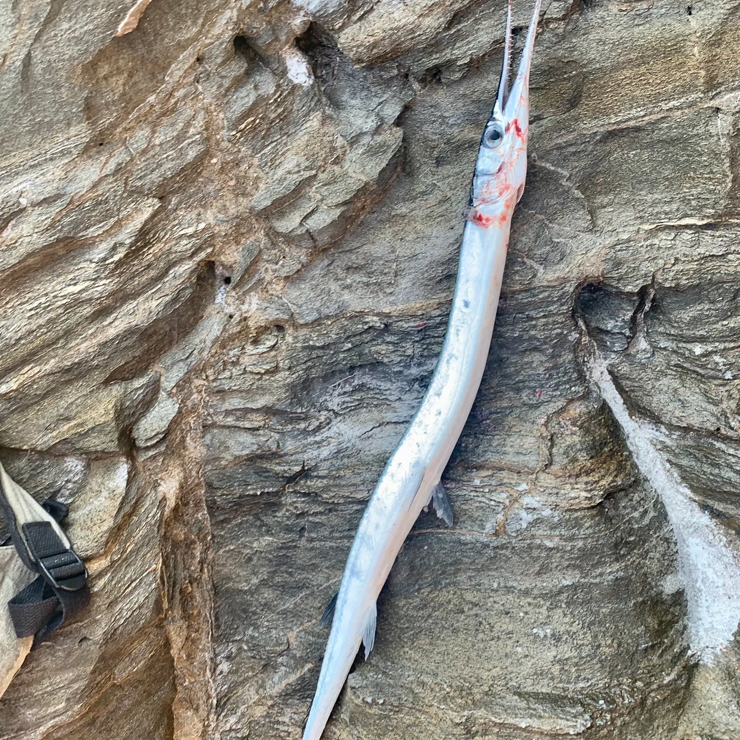 The most recent European garfish catches on Fishbrain