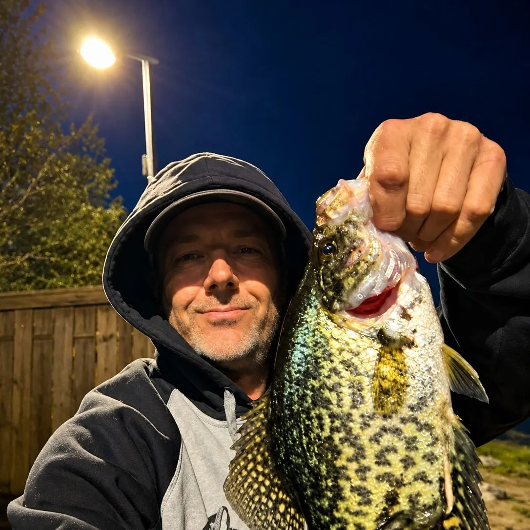 Black crappie caught on Fishbrain