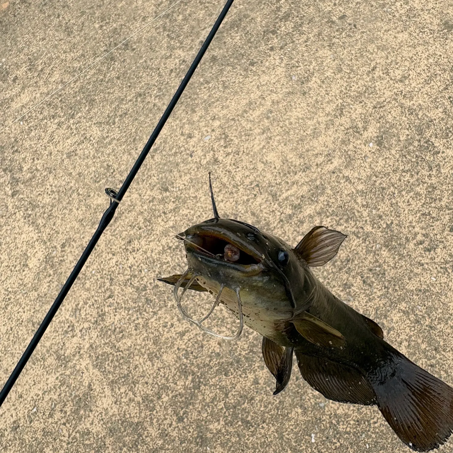 Black bullhead caught on Fishbrain