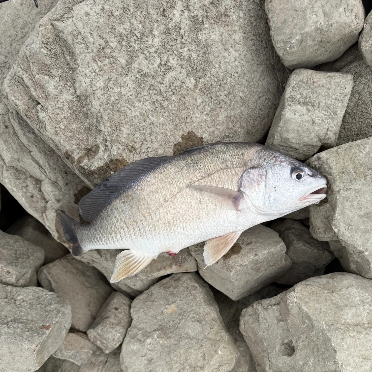 Freshwater drum caught on Fishbrain