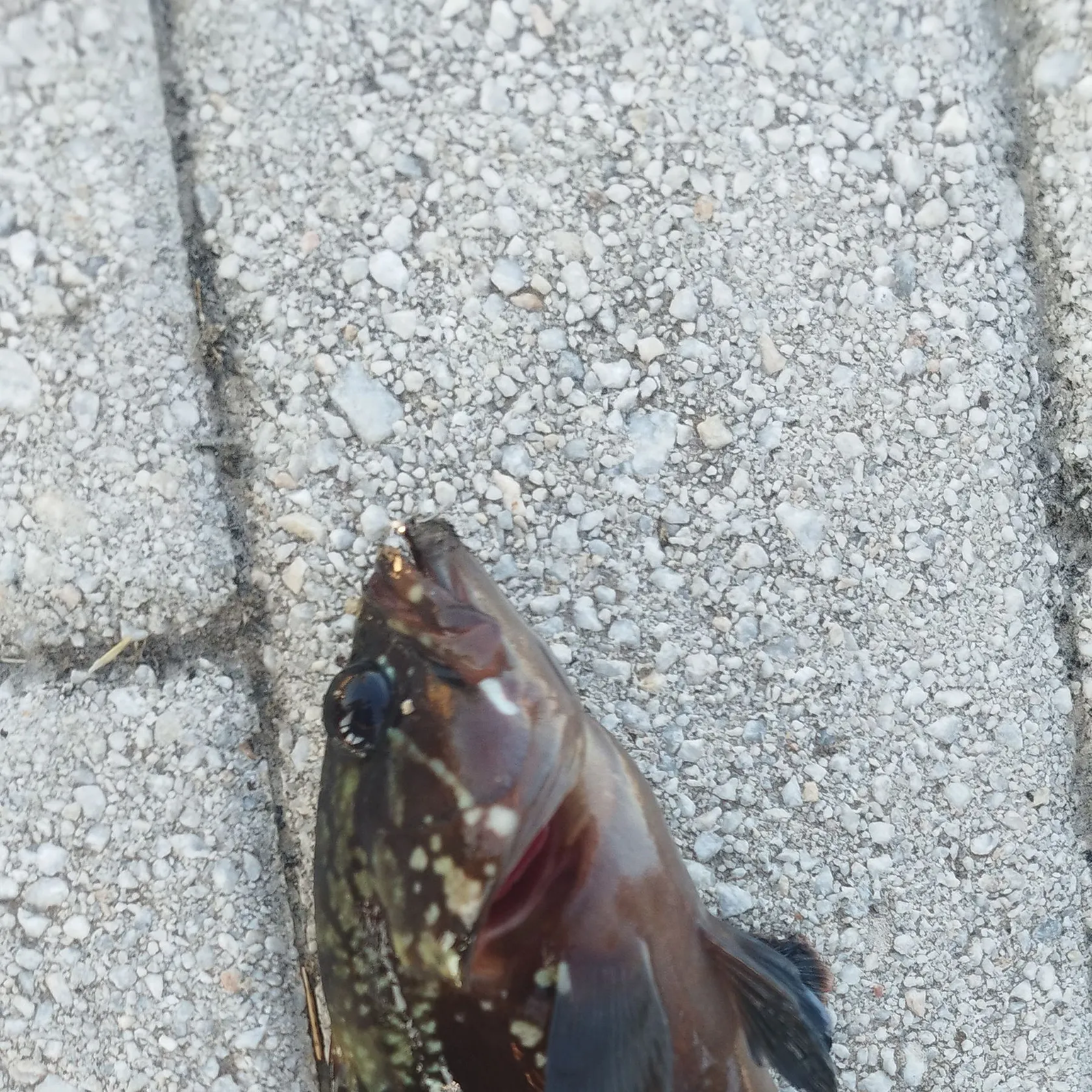 The most recent Dusky grouper catches on Fishbrain