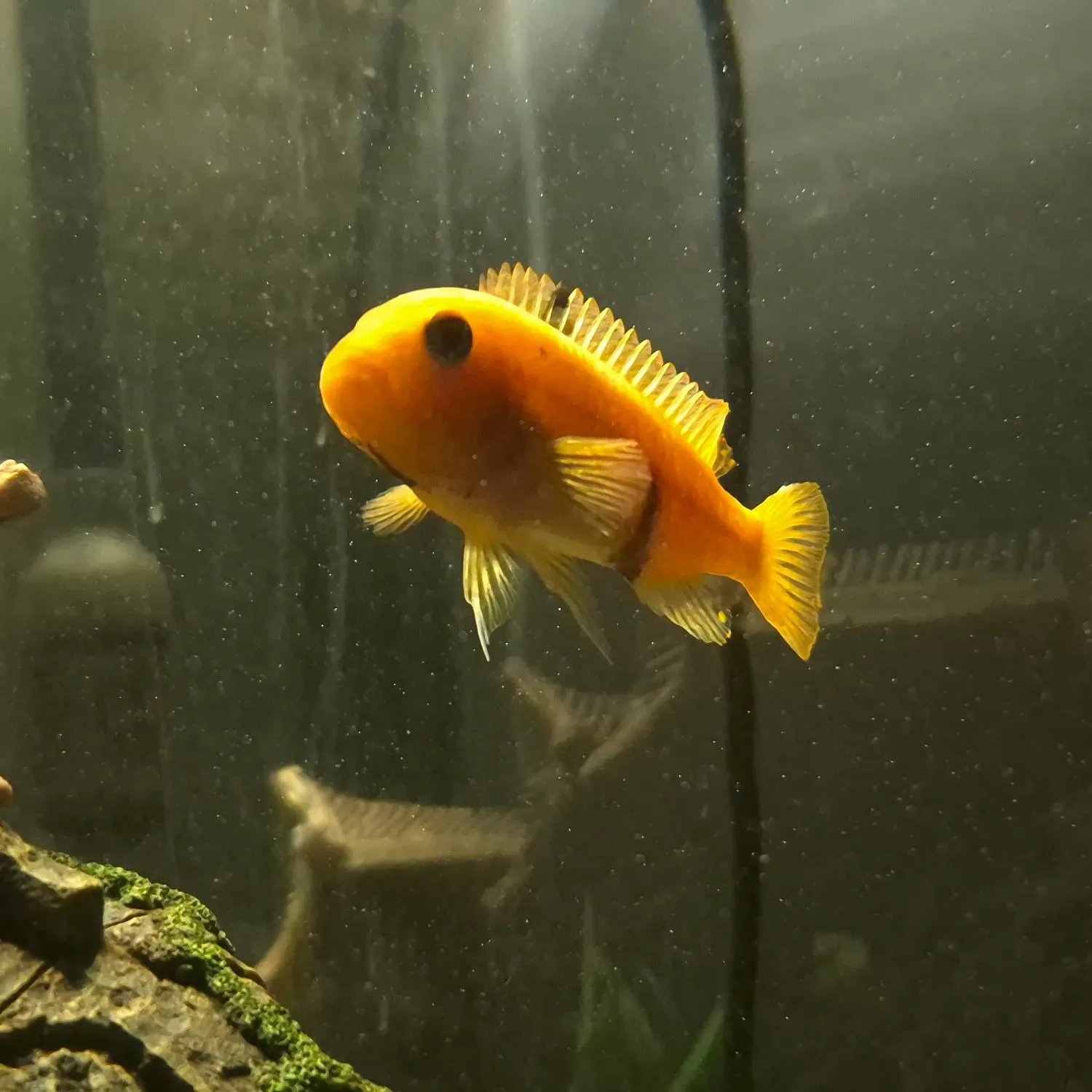 The most recent Red devil cichlid catches on Fishbrain