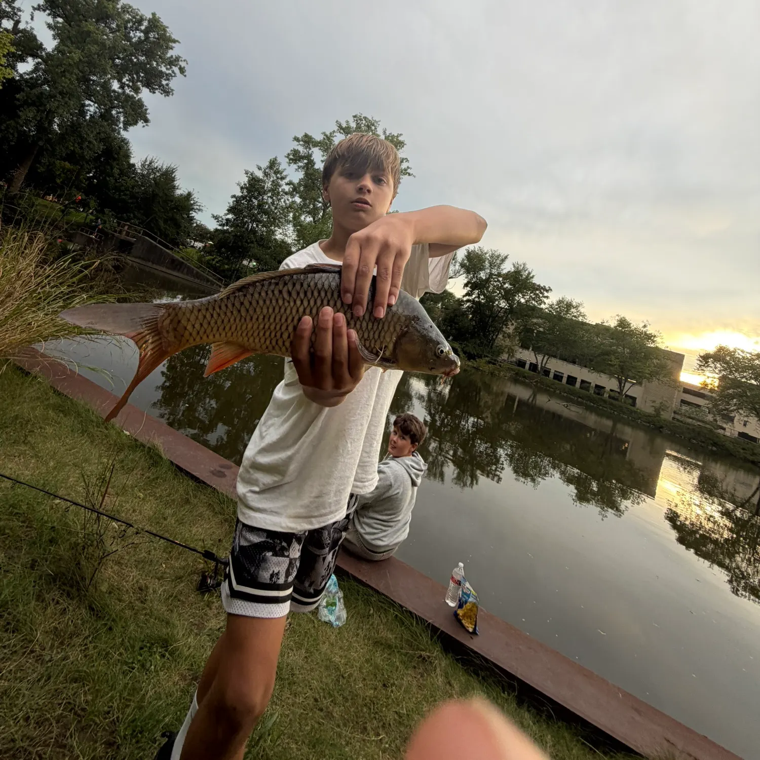Common carp caught on Fishbrain